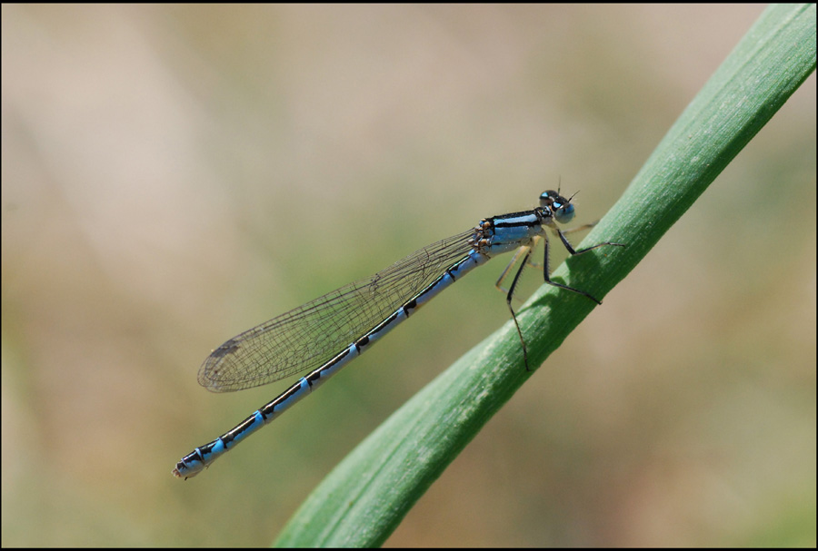 Platycnemis pennipes? no, femmina Enallagma cyathigerum